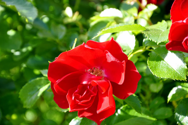 flowers in the garden area